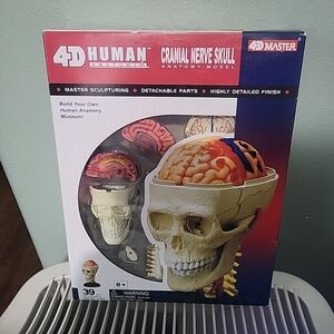 Human Anatomy Cranial Nerve Skull Model - Yellow